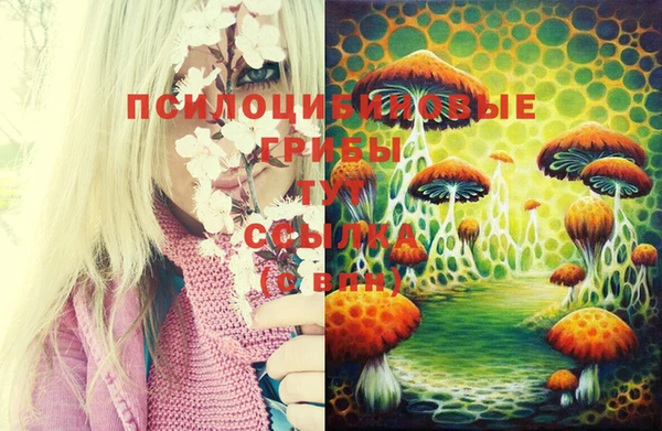 прущие грибы Зеленокумск
